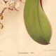 Botanical Engraving 1911 - Phalaenopsis Orchid by Millot - Vintage Flower