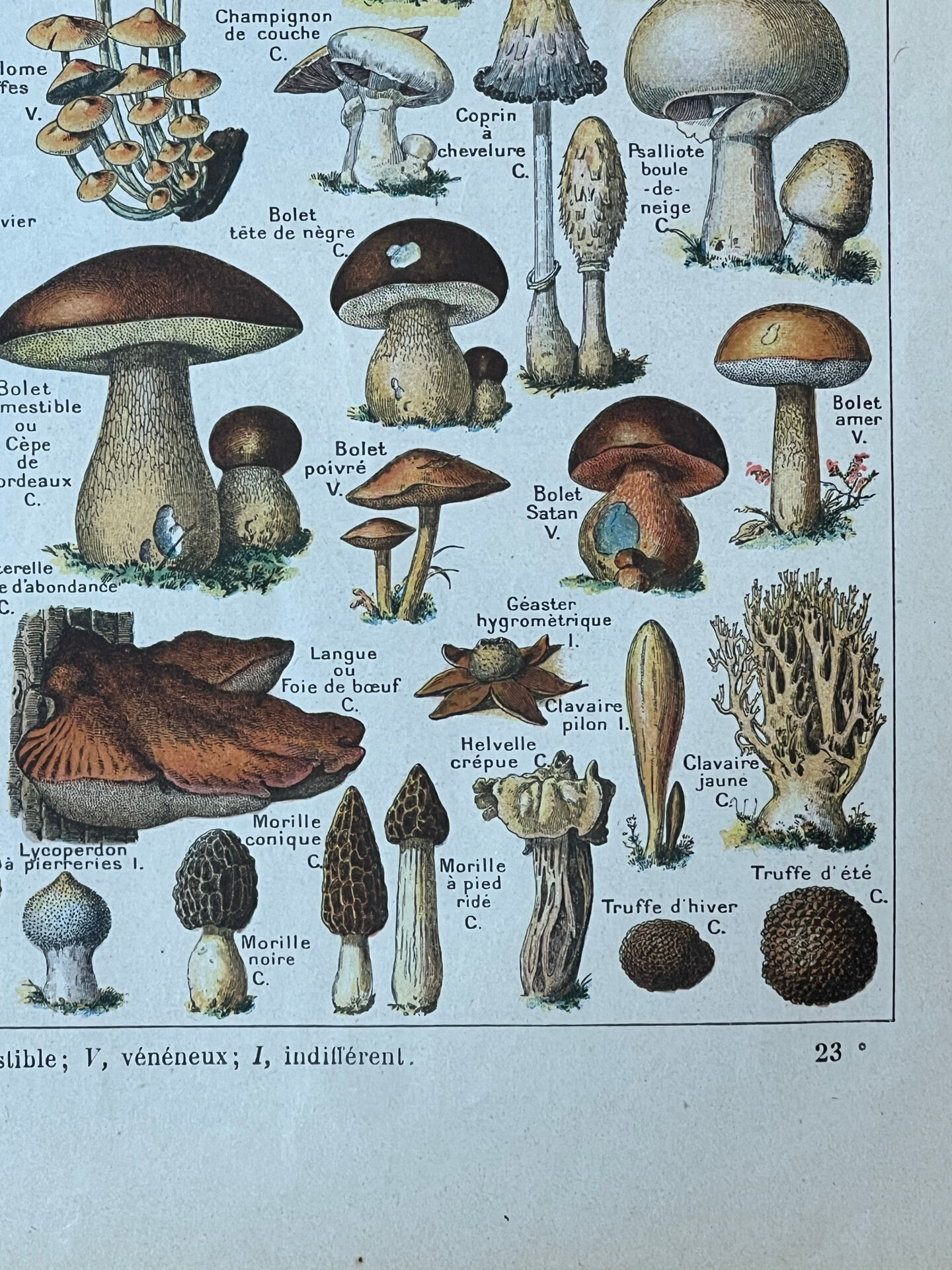 Botanical plate "Mushrooms" - 29x19.5cm