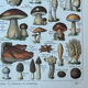 Botanical plate "Mushrooms" - 29x19.5cm