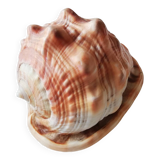 Helmet shell or bull's mouth