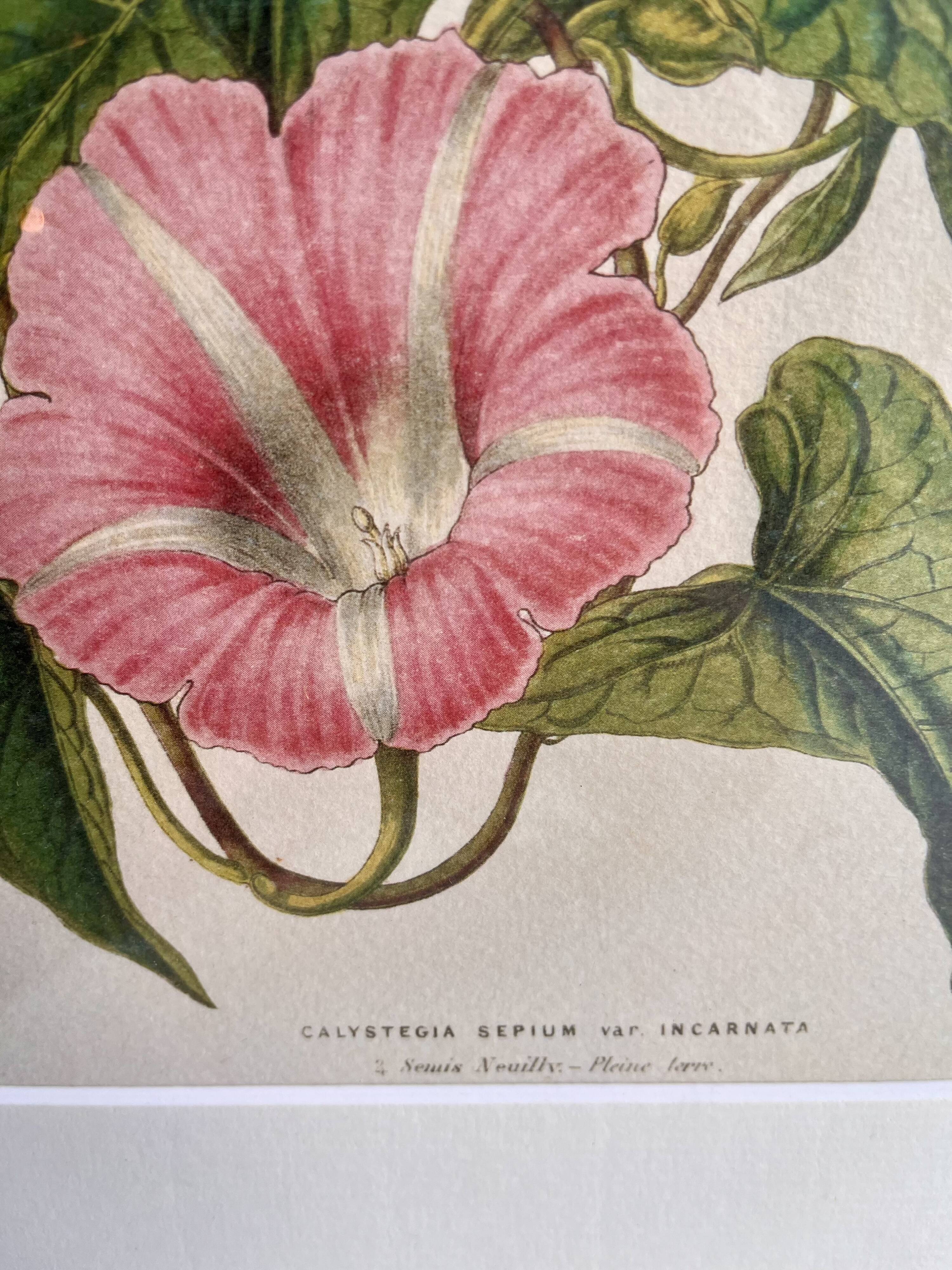 Lithographie botanique du 19ème siècle de la liseron rose, vers 1853