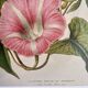 Lithographie botanique du 19ème siècle de la liseron rose, vers 1853