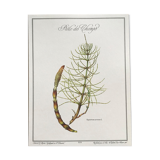 Botanical plank the Prêle des Champs