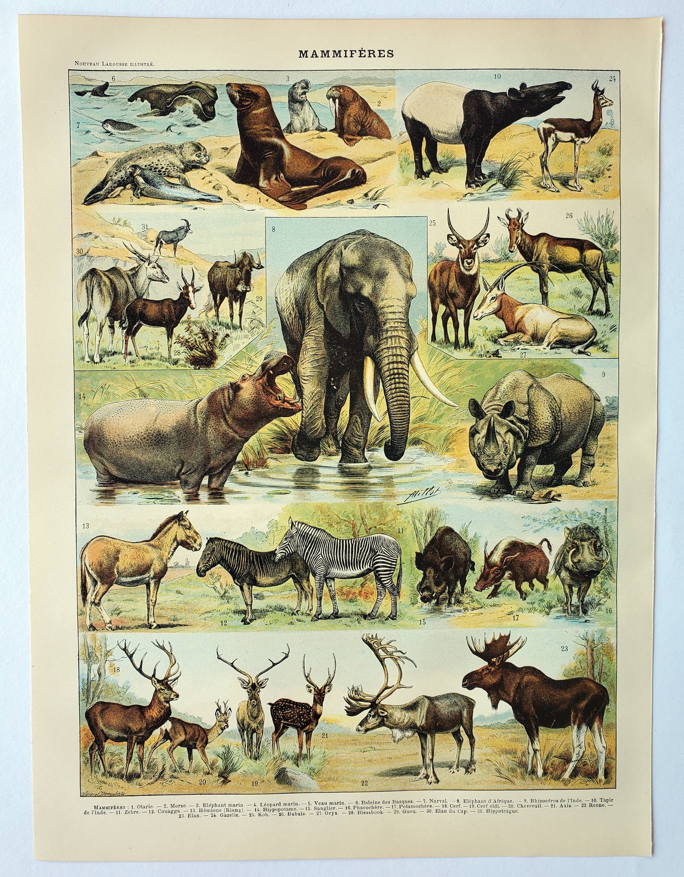 Antique engraving 1898, Mammals 1, animals, zoology • Lithograph, original illustration