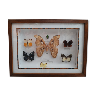 Frame butterflies
