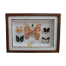 Frame butterflies