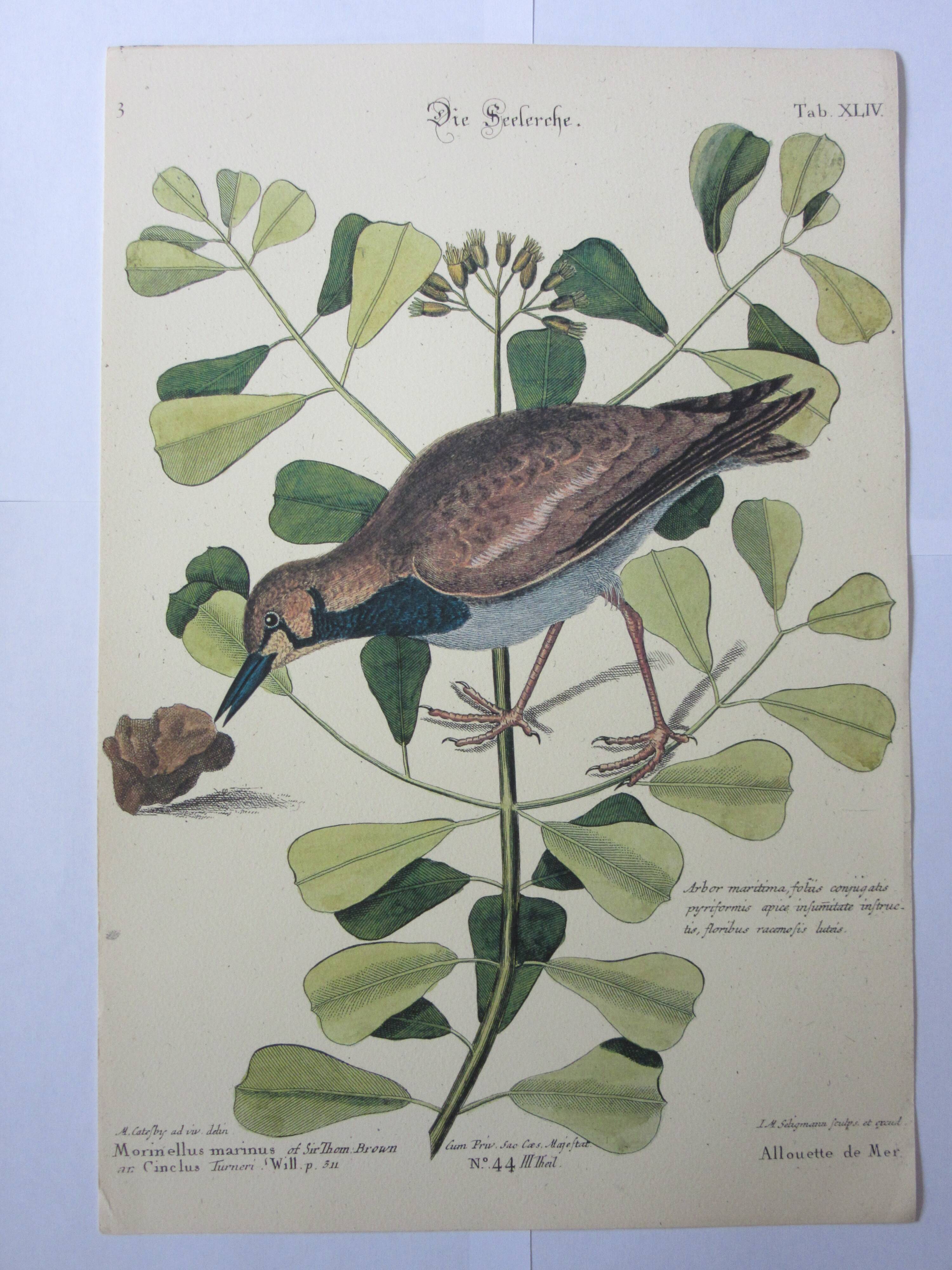 Bird engraving, sea allouette, repro catesby/seligmann