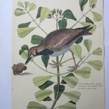 Bird engraving, sea allouette, repro catesby/seligmann