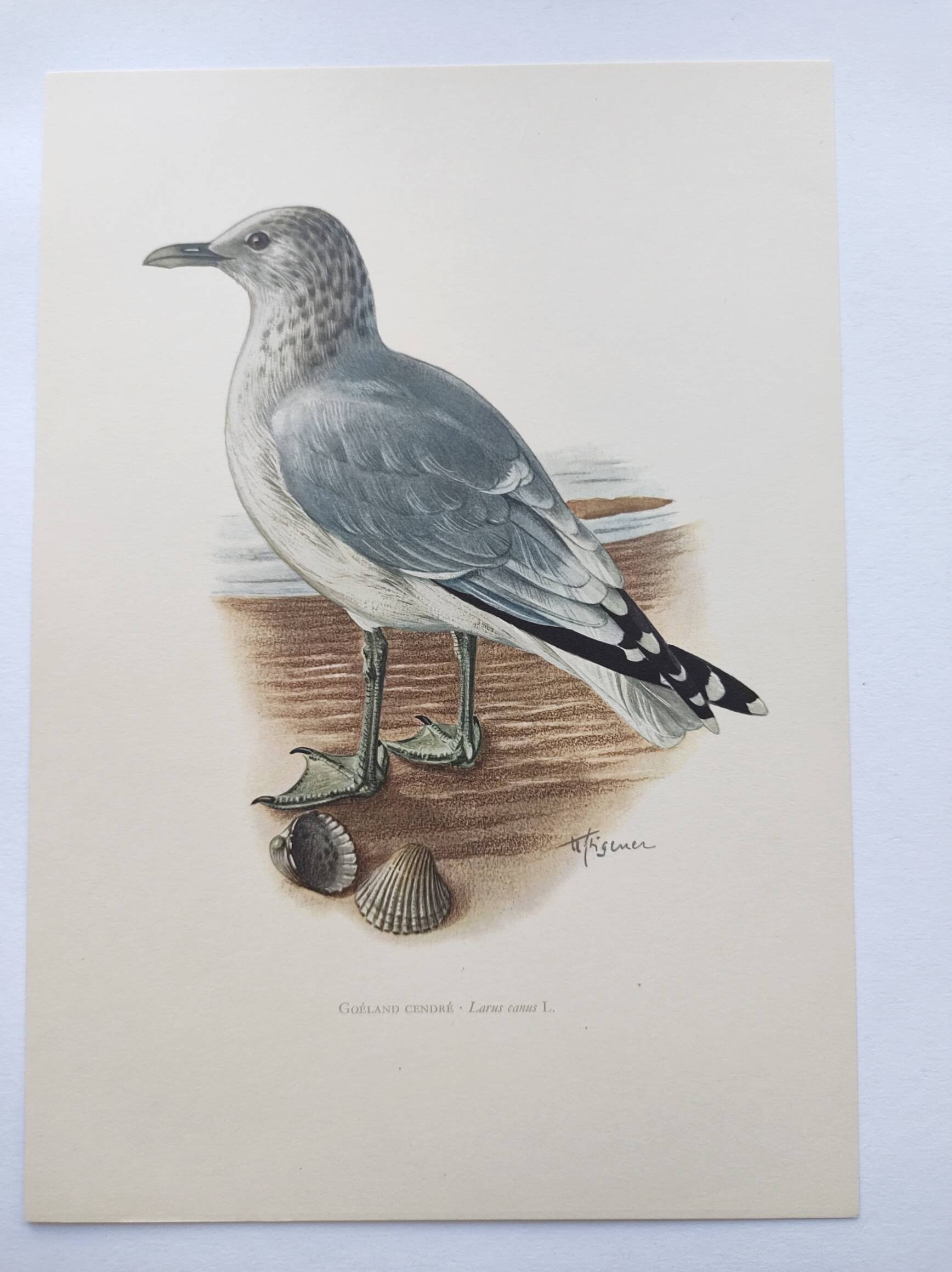 Vintage Bird Illustration 1960s - Common Gull - Natural Plate