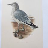 Vintage Bird Illustration 1960s - Common Gull - Natural Plate