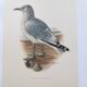 Vintage Bird Illustration 1960s - Common Gull - Natural Plate