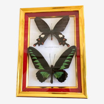 Naturalized butterfly frame