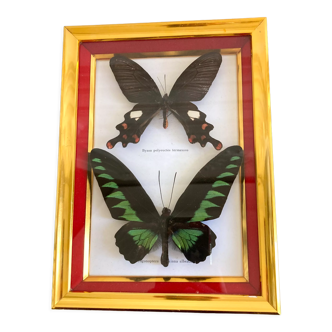 Naturalized butterfly frame