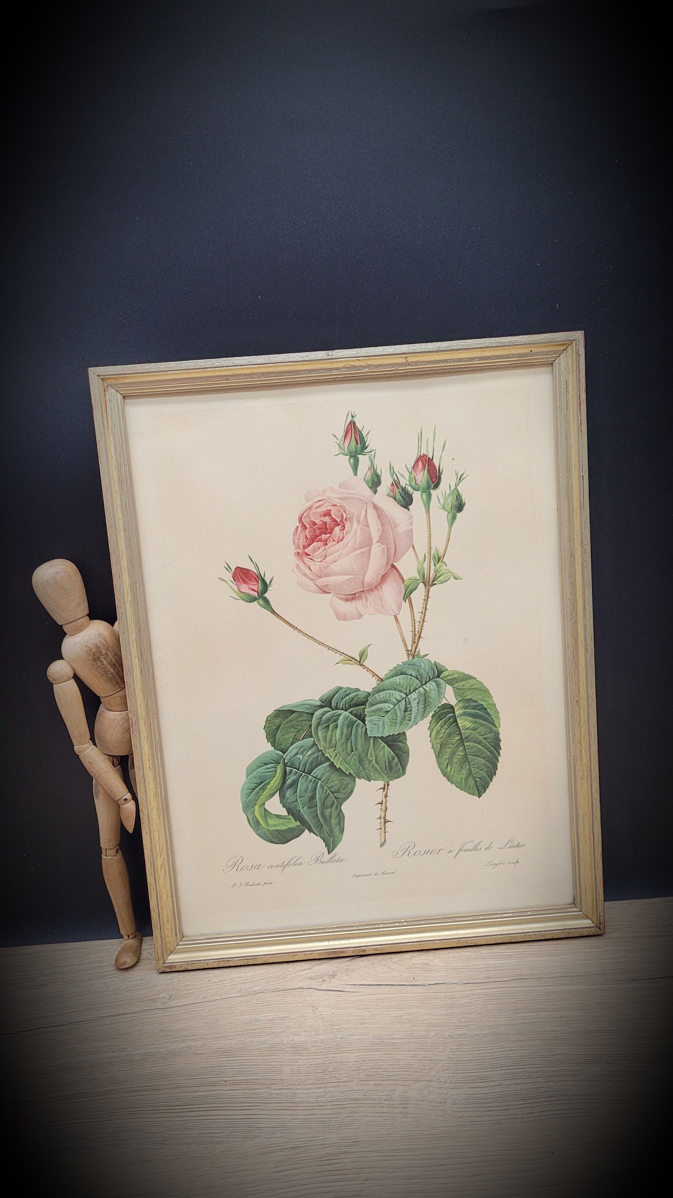 Lithograph Rose Leaves Lettuce