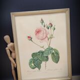 Lithograph Rose Leaves Lettuce