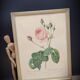 Lithograph Rose Leaves Lettuce