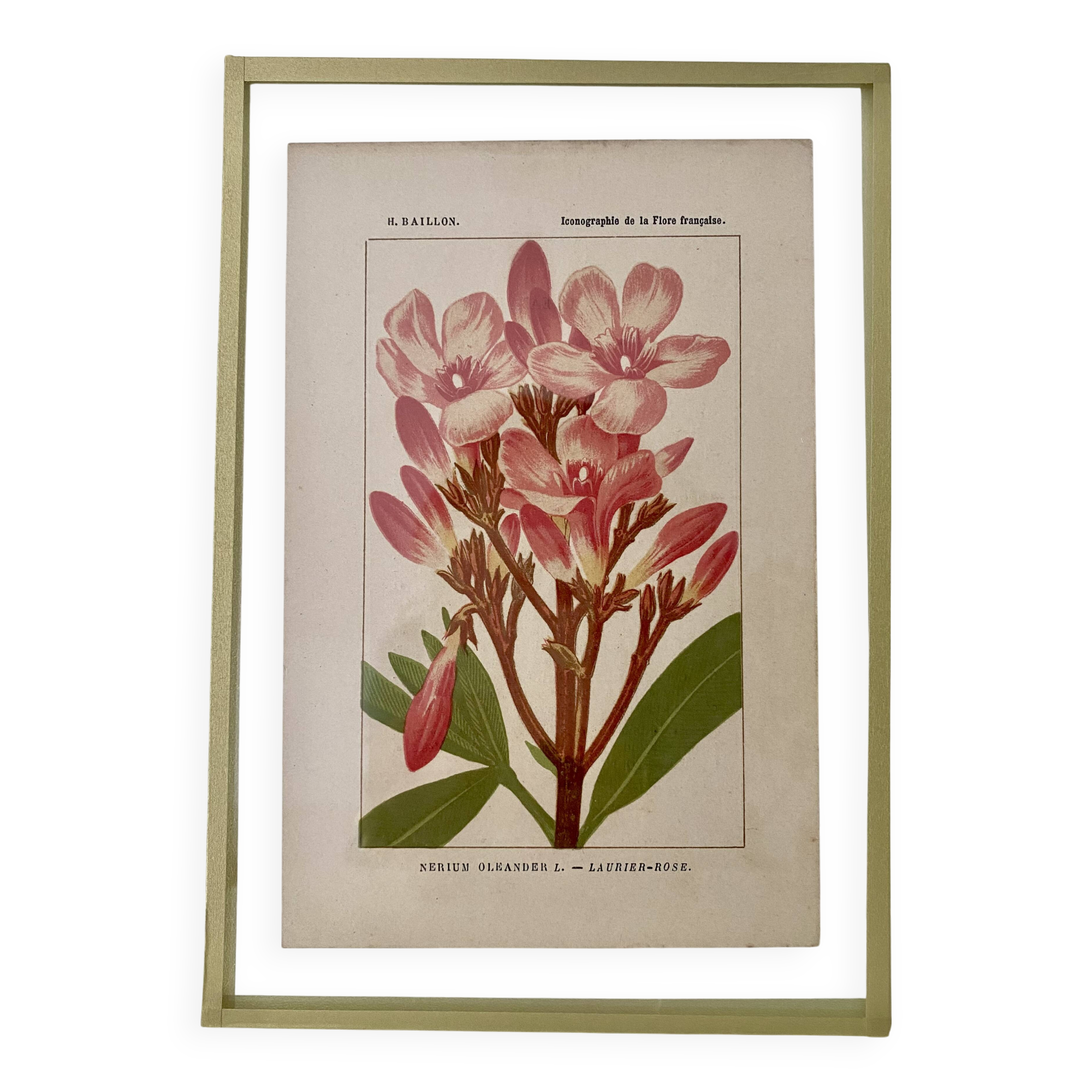 Botanical plate