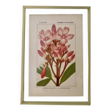Botanical plate