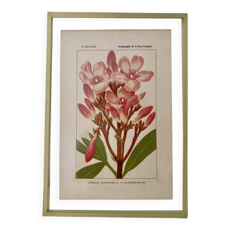 Botanical plate