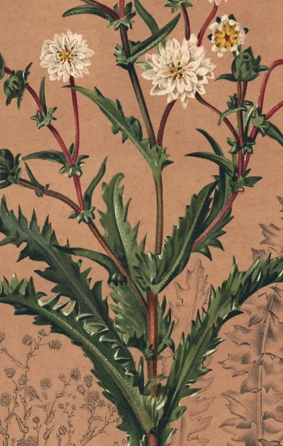 Botanical engraving from 1896 by Descamps-Sabouret • Perezia leaves sow thistle • Old lithograph