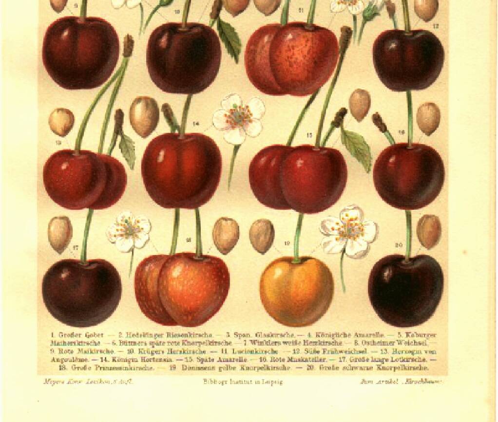Botanical engraving from 1904 - Cherries - Orchard fruits Lithograph, plate