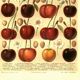 Botanical engraving from 1904 - Cherries - Orchard fruits Lithograph, plate
