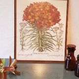 Old Botanical poster framed