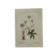 Vintage botanical plate flower and plant from France double-sided