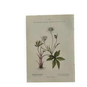 Planche botanique vintage fleur et plante de France, recto-verso