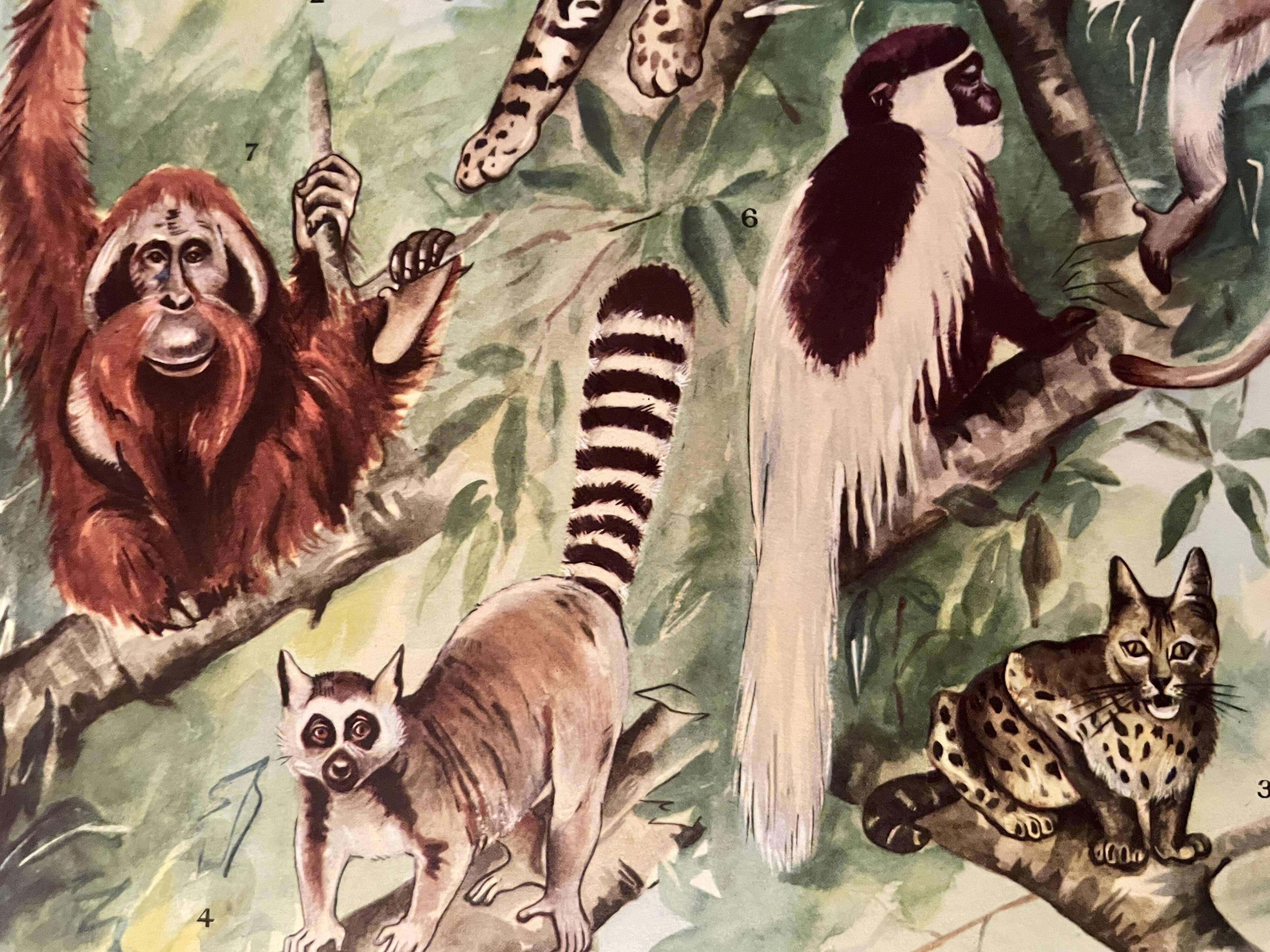 Illustrated plate on arboreal mammals (cats, monkeys, lemurs) – 1950