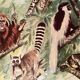Illustrated plate on arboreal mammals (cats, monkeys, lemurs) – 1950