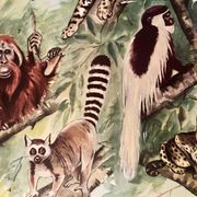 Planche illustrée sur les mammifères arboricoles, 1950