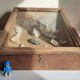 Old sloping pine display case