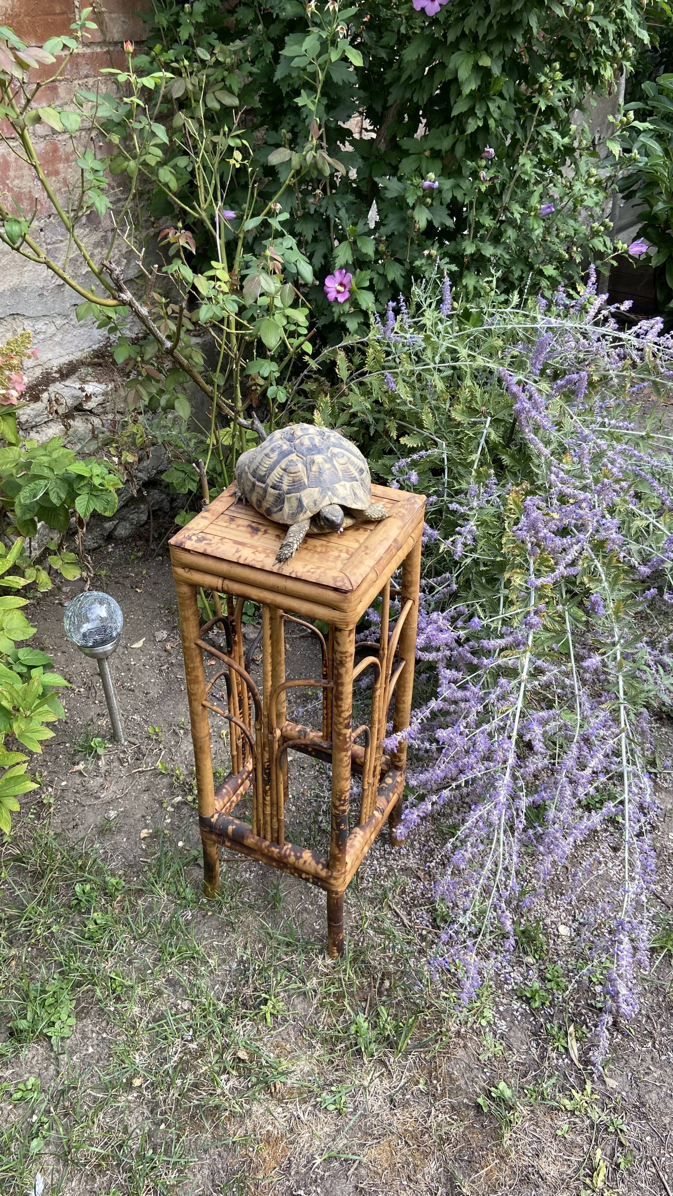 Plant holder or harness in rattan and vintage bamboo