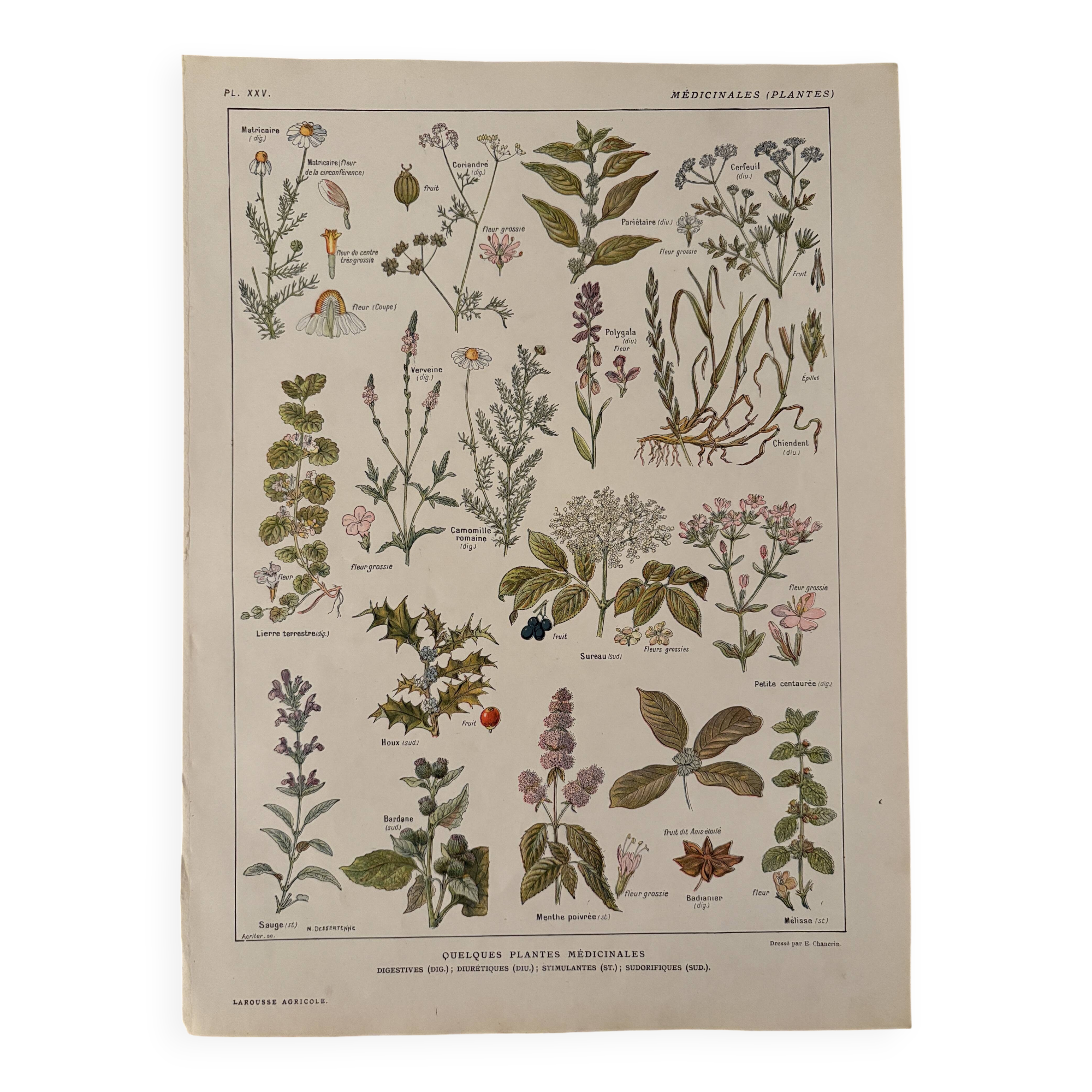 Illustrated plate on medicinal plants (XXV) - 1920