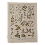 Planche illustrée sur les plantes médicinales (XXV) - 1920