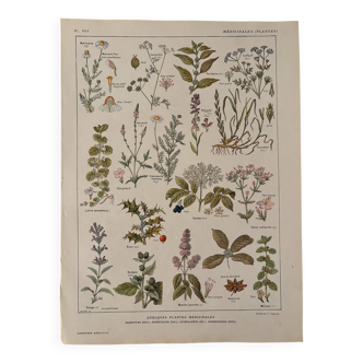 Planche illustrée sur les plantes médicinales (XXV) - 1920