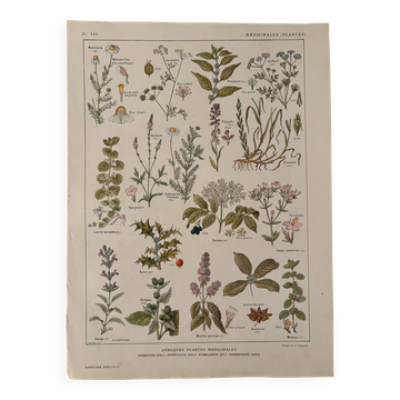 Planche illustrée sur les plantes médicinales (XXV) - 1920
