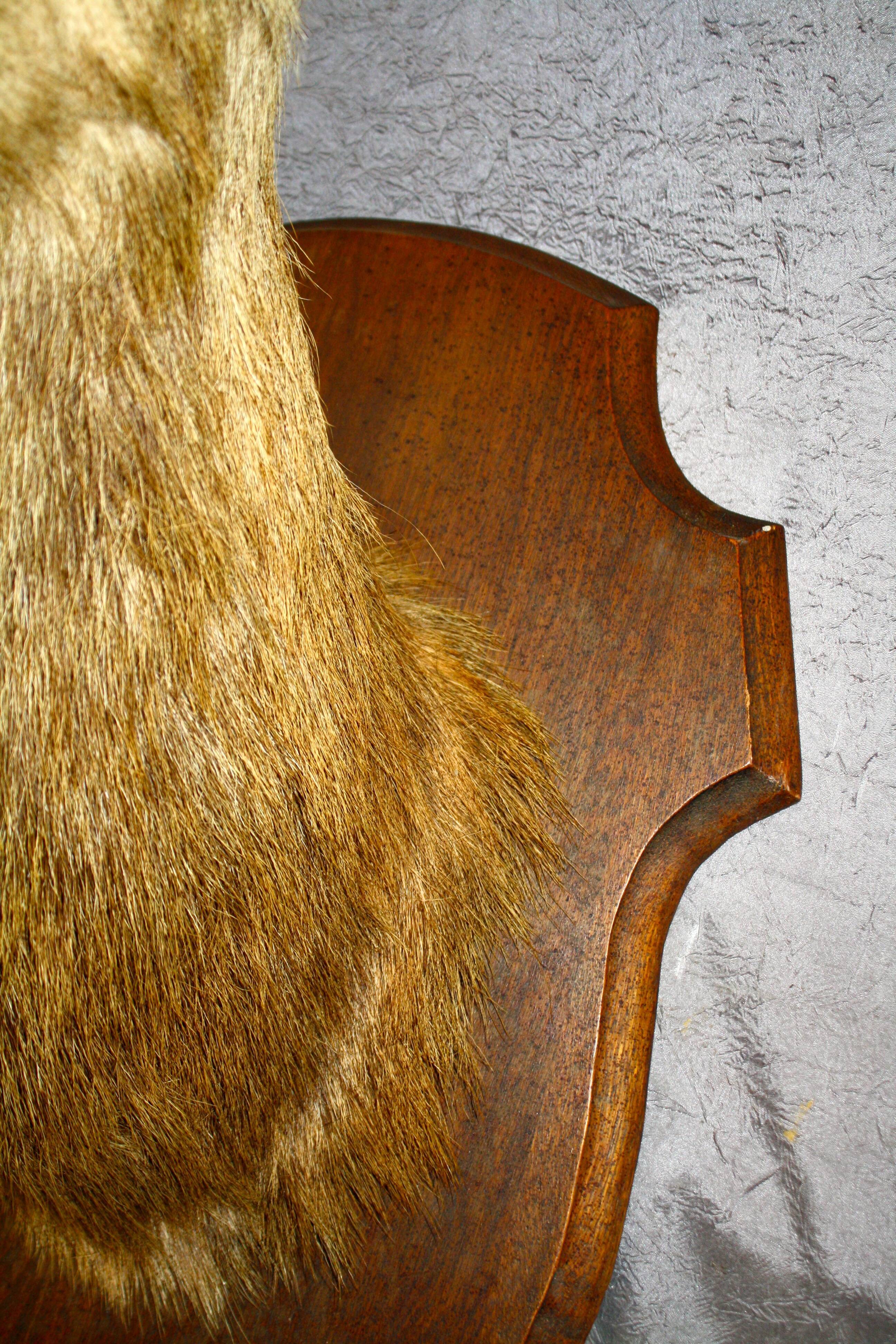 Deer head 10 horns
