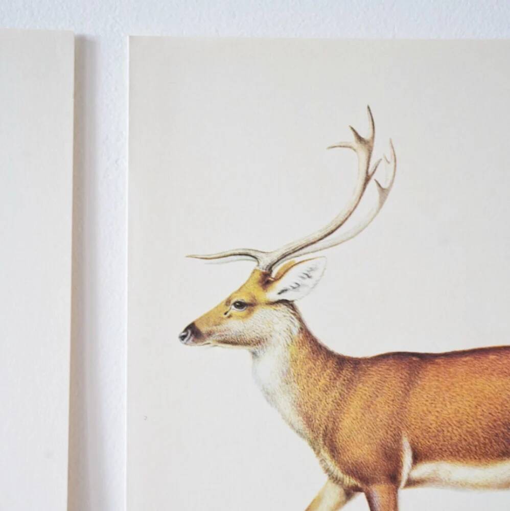 Bestiary plates from the Natural History Museum The deer