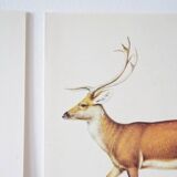 Bestiary plates from the Natural History Museum The deer