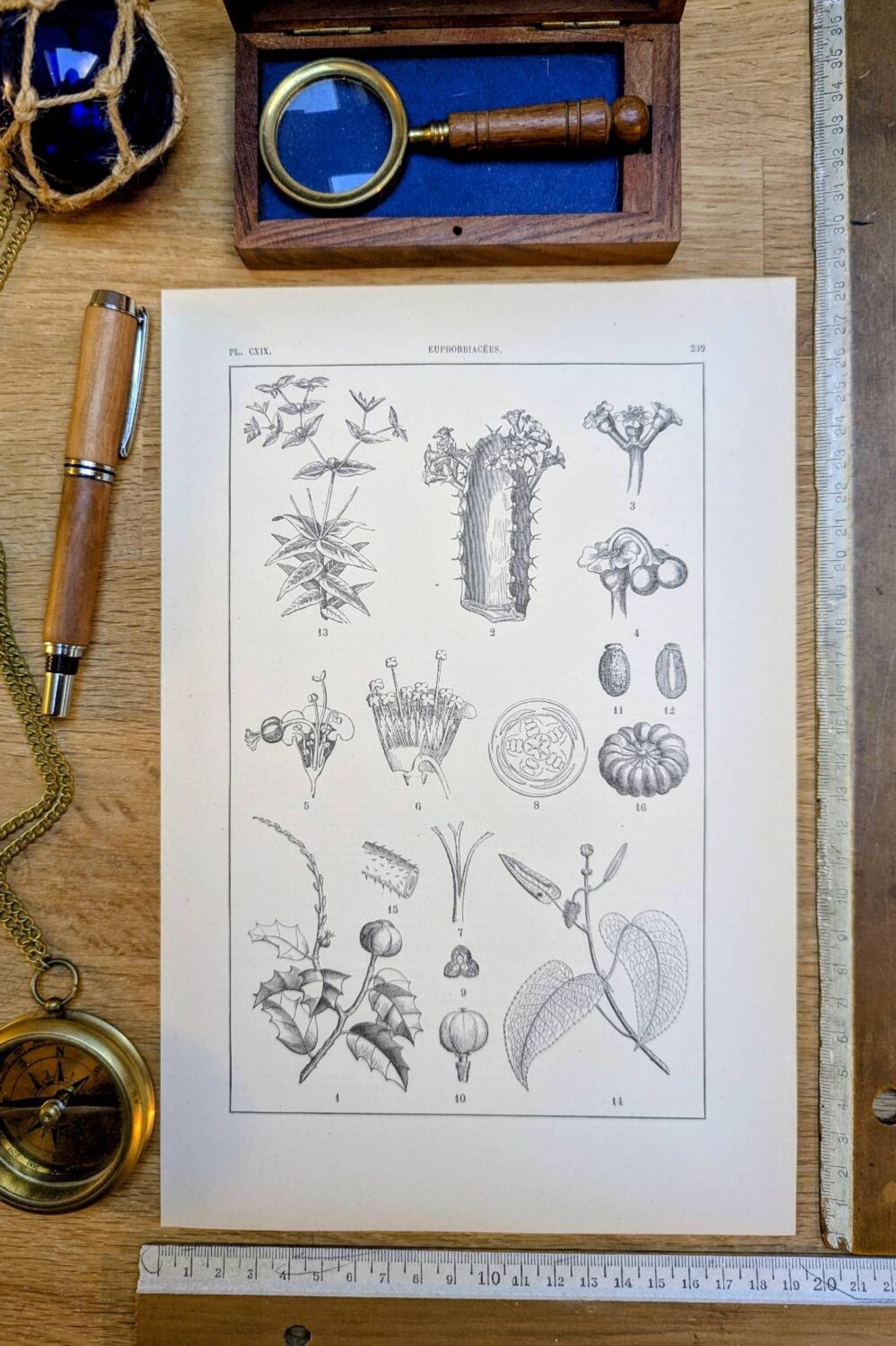 Imprimée en 1889, les Euphorbiacées. Planche botanique ancienne.