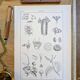 Printed in 1889, the Euphorbiaceae. Antique botanical plate.
