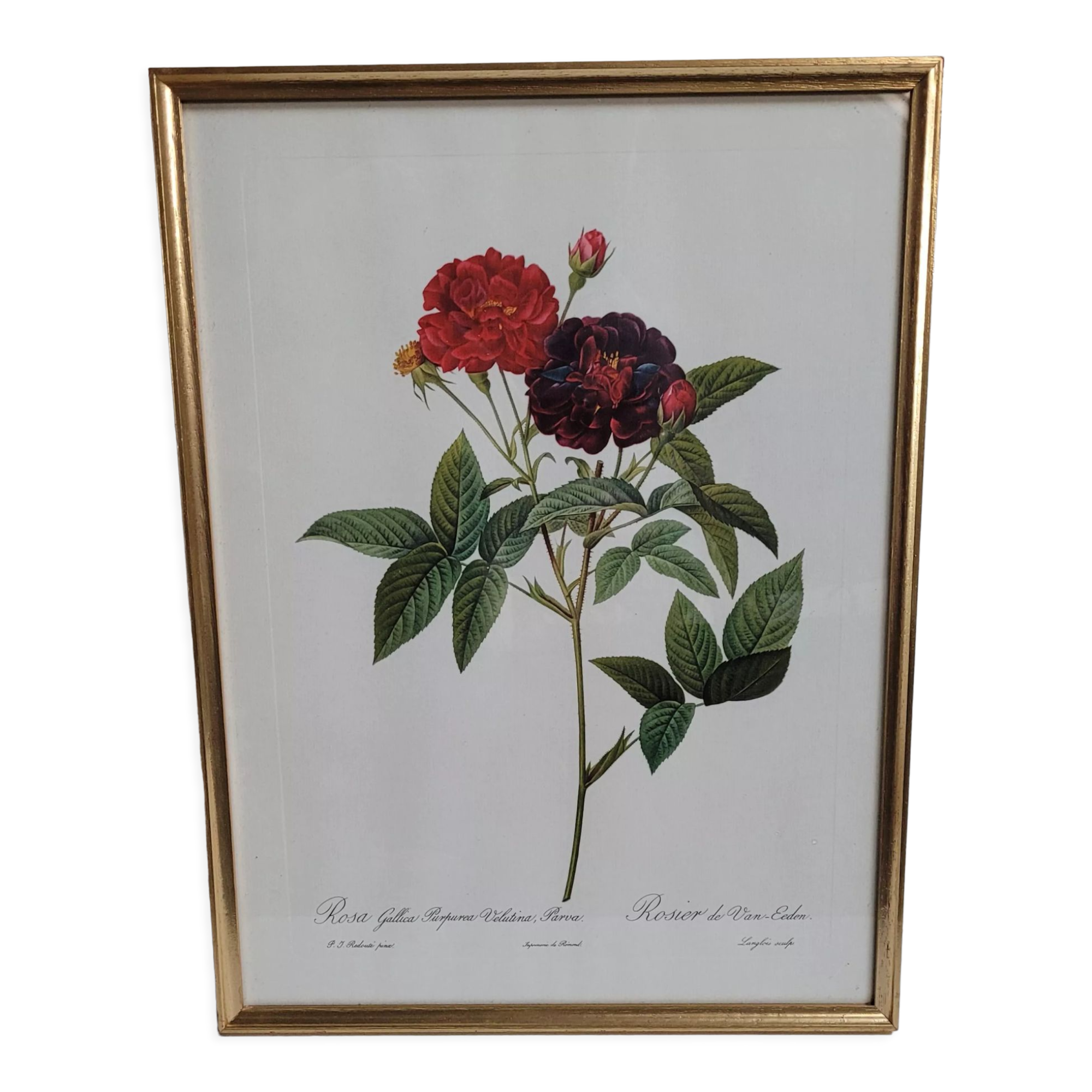 Lithograph under frame Rosier Van Eeden