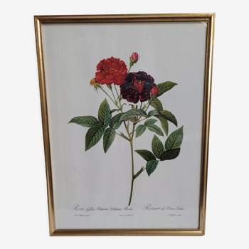 Lithograph under frame Rosier Van Eeden