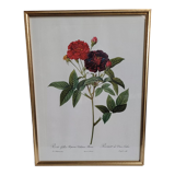 Lithograph under frame Rosier Van Eeden