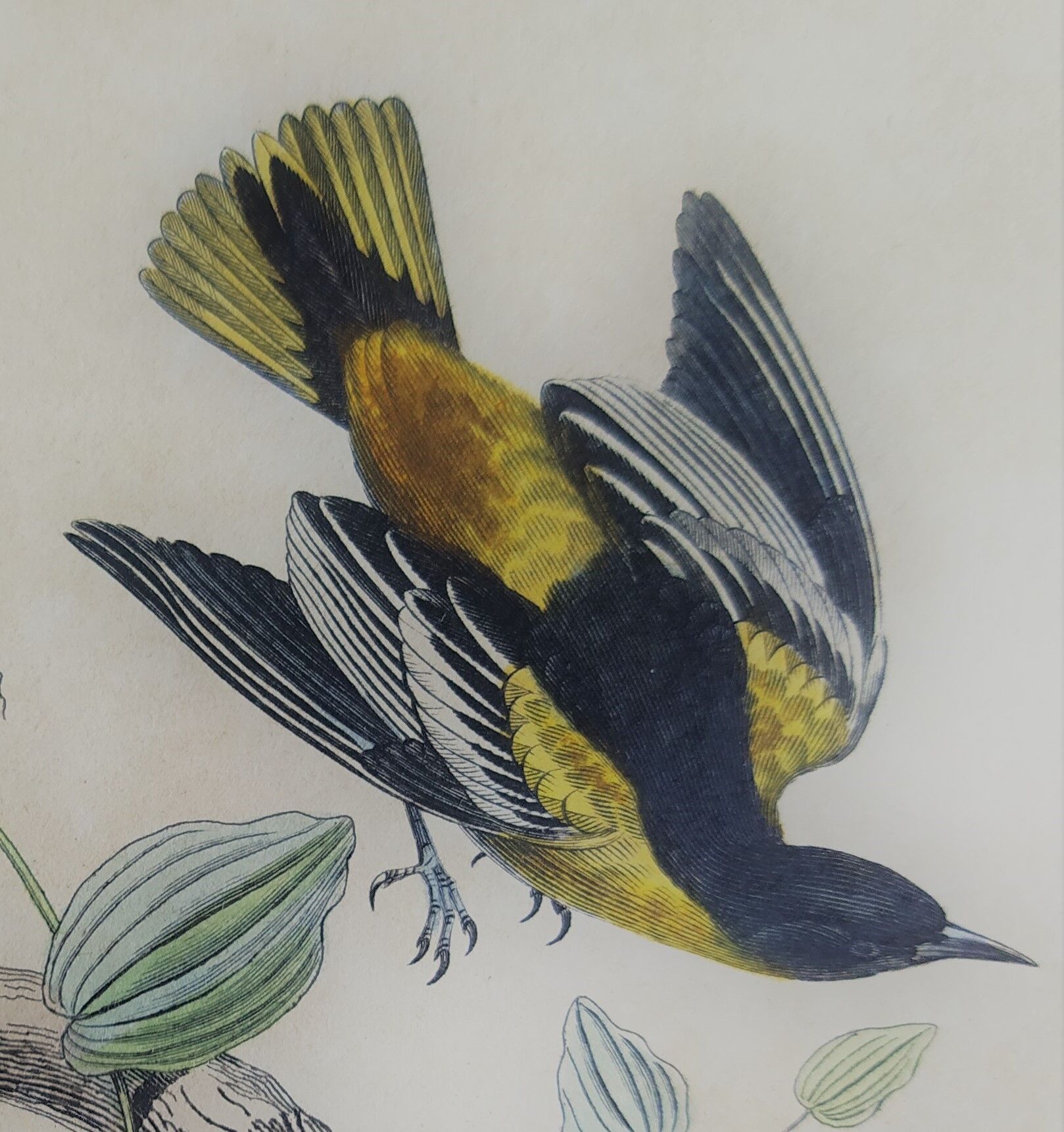 Ornithological plank "The Starling... Louisiana - The Baltimore" Buffon 1938