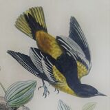 Ornithological plank "The Starling... Louisiana - The Baltimore" Buffon 1938