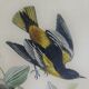 Ornithological plank "The Starling... Louisiana - The Baltimore" Buffon 1938