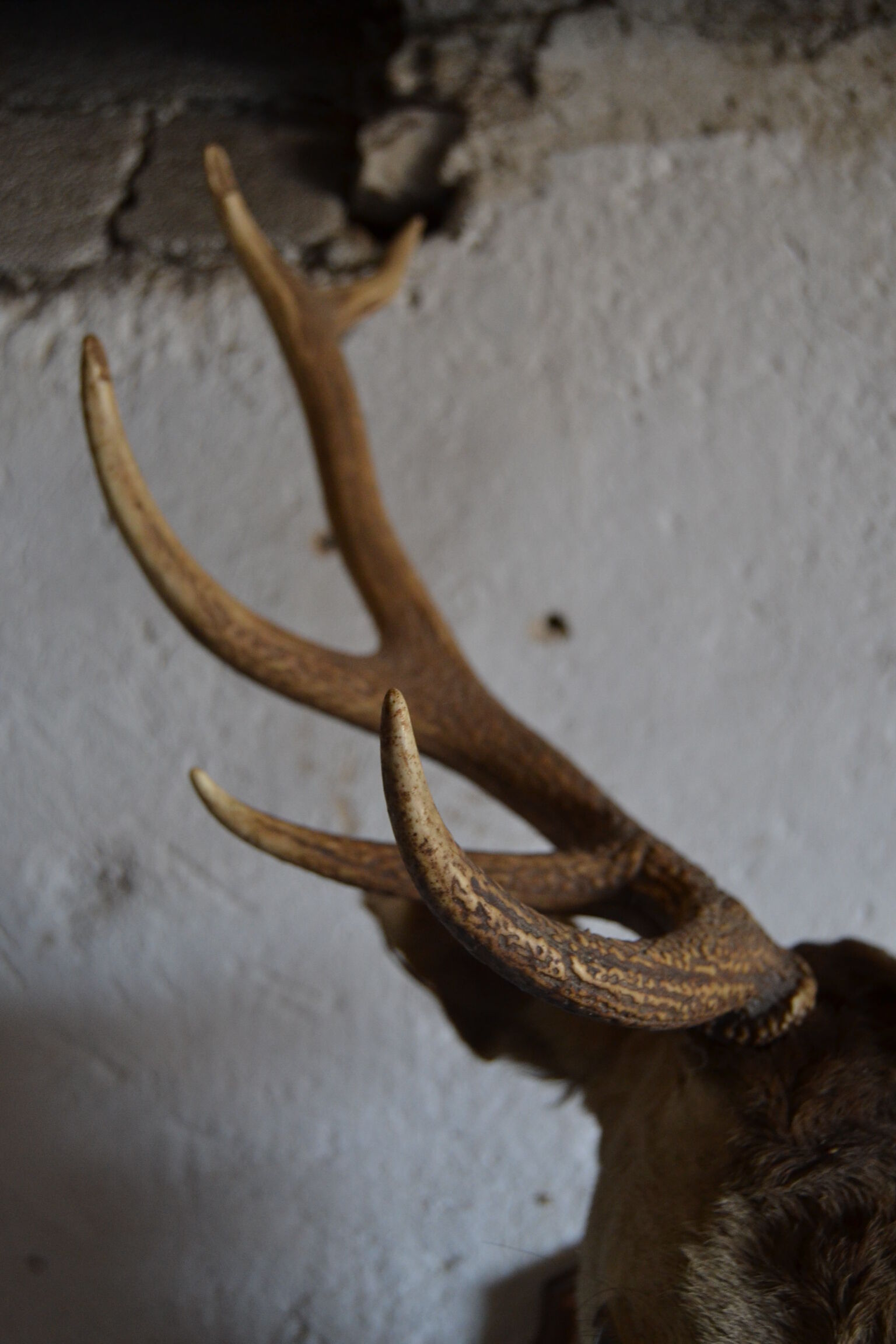 Taxidermy deer head hunting trophy